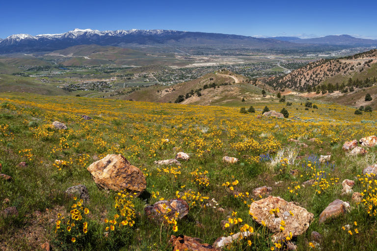 11 Beautiful Photos Of Spring Flowers In Reno