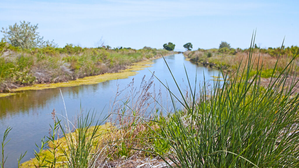 Day trips from Reno - Fallon Stillwater National Wildlife Refuge