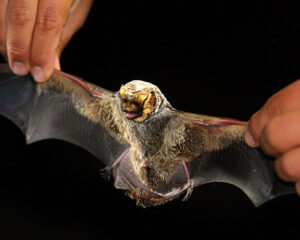 September Things To Do in Reno - Ask A Ranger Demystifying Bats