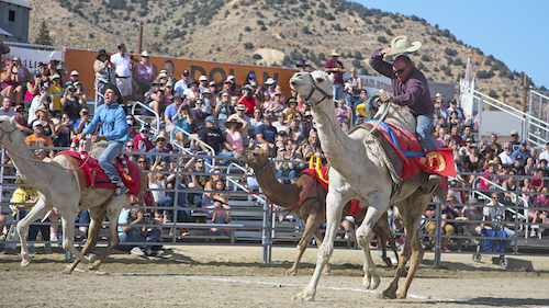 Virginia City Camel and Ostrich Races