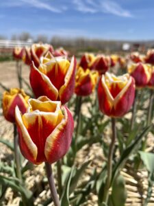 baby animal tulip festival andelin farms