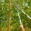 Man trimming tree