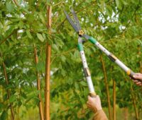 Man trimming tree