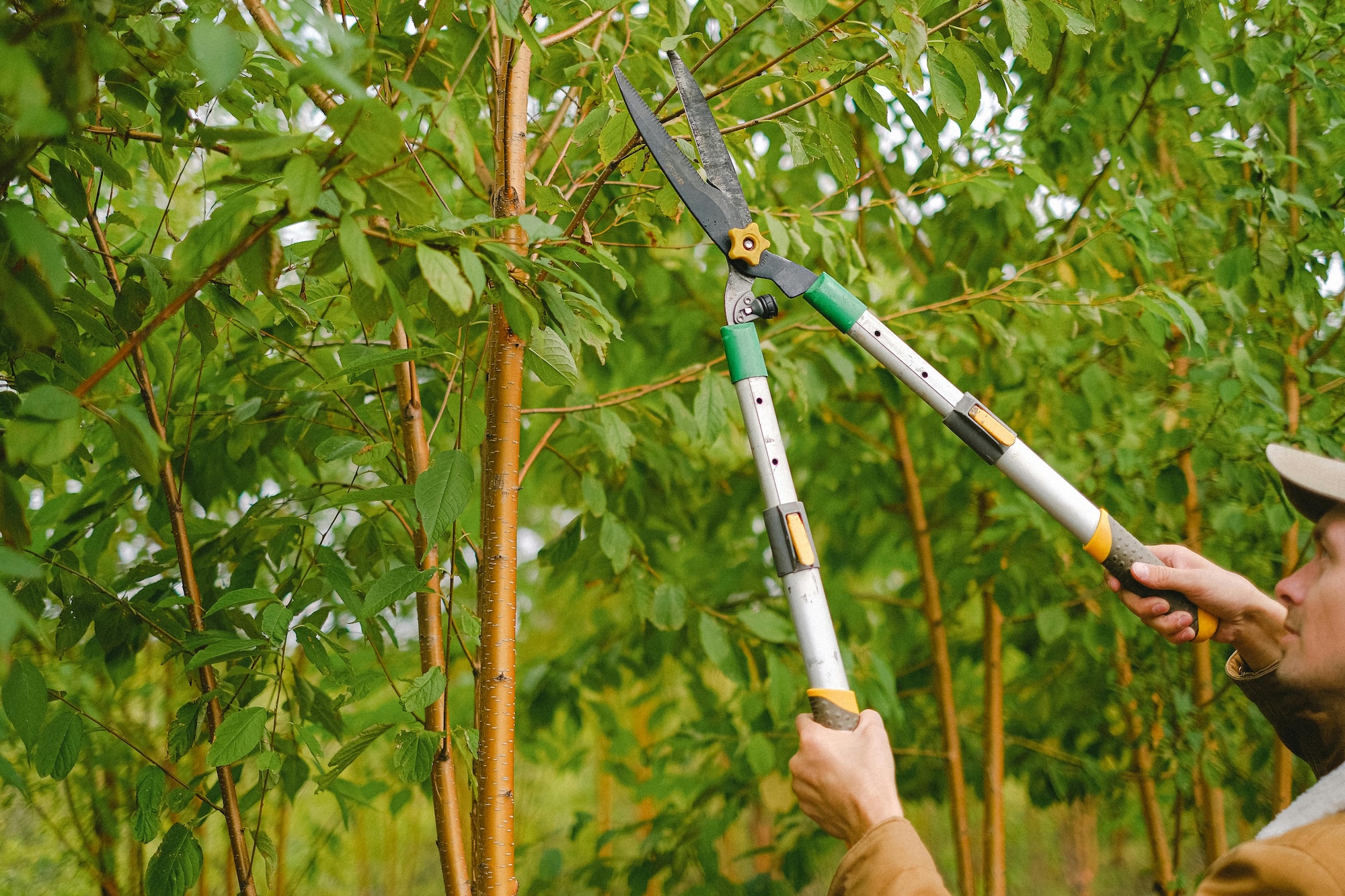 Man trimming tree