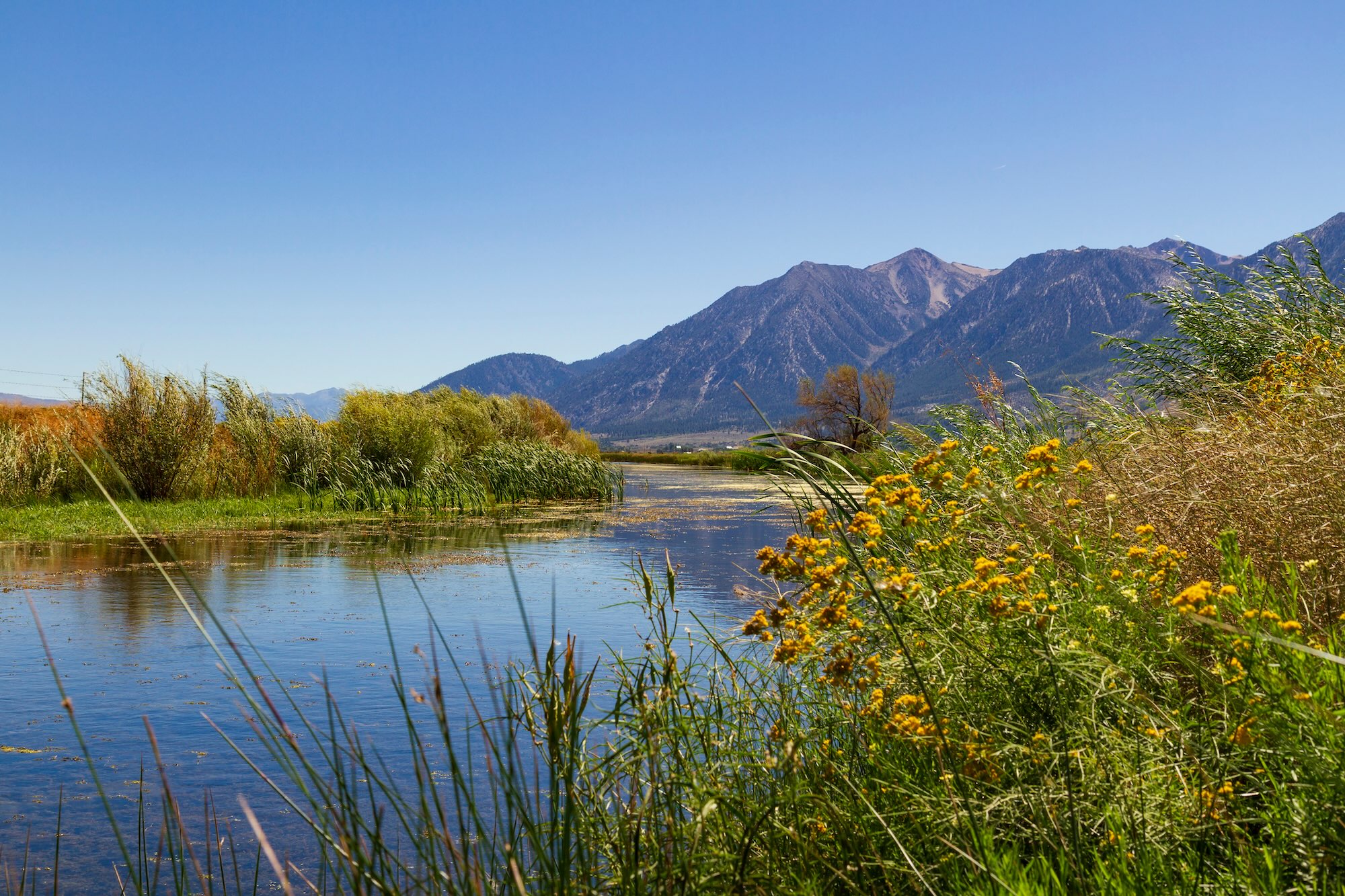 Carson riverbank in Carson Valley, NV